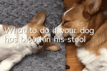 What to do if your dog has blood in his stool