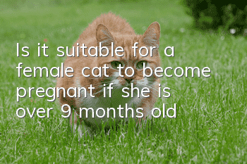 Is it suitable for a female cat to become pregnant if she is over 9 months old?