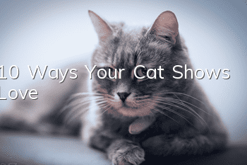 10 Ways Your Cat Shows Love
