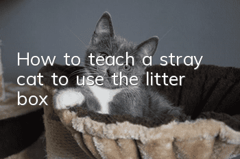How to teach a stray cat to use the litter box