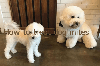 How to treat dog mites