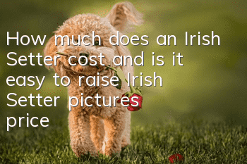 How much does an Irish Setter cost and is it easy to raise? Irish Setter pictures | price | training