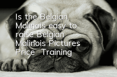 Is the Belgian Malinois easy to raise? Belgian Malinois Pictures | Price | Training