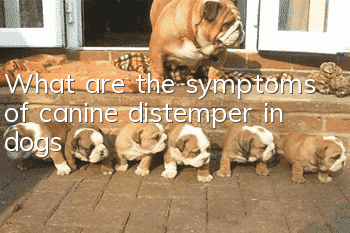 What are the symptoms of canine distemper in dogs?