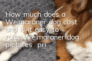 How much does a Weimaraner dog cost and is it easy to raise? Weimaraner dog pictures | price | training