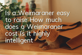 Is a Weimaraner easy to raise? How much does a Weimaraner cost? Is it highly intelligent?