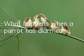 What happens when a parrot has diarrhea?