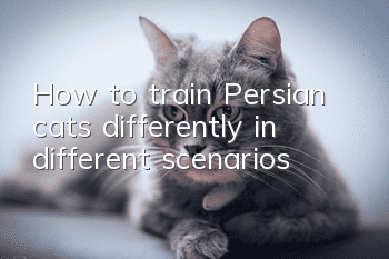 How to train Persian cats differently in different scenarios?