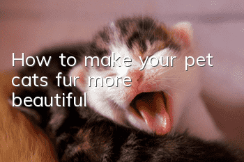 How to make your pet cat’s fur more beautiful?