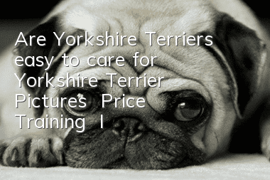 Are Yorkshire Terriers easy to care for? Yorkshire Terrier Pictures | Price | Training | Introduction