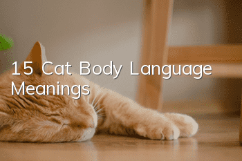 15 Cat Body Language Meanings