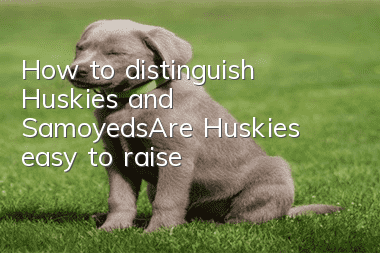 How to distinguish Huskies and Samoyeds_Are Huskies easy to raise?
