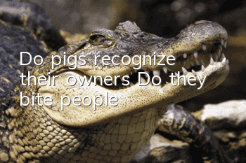 Do pigs recognize their owners? Do they bite people?