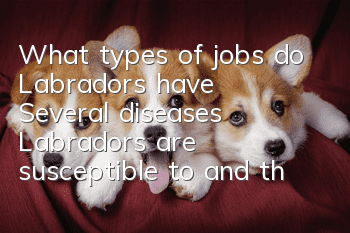 What types of jobs do Labradors have? Several diseases Labradors are susceptible to and their feeding methods