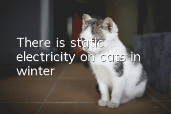 There is static electricity on cats in winter