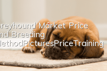 Greyhound Market Price and Breeding Method_Pictures|Price|Training