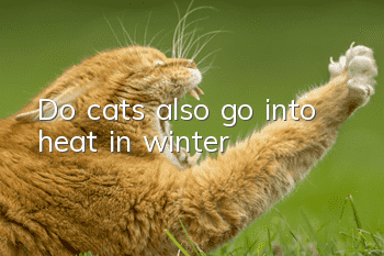 Do cats also go into heat in winter?