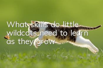 What skills do little wildcats need to learn as they grow?