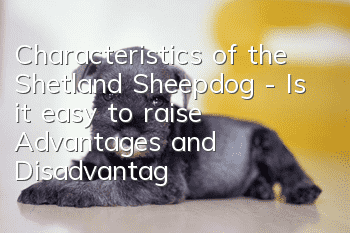 Characteristics of the Shetland Sheepdog - Is it easy to raise? Advantages and Disadvantages of Shetland_Training
