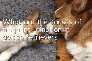 What are the causes of frequent urination in golden retrievers?