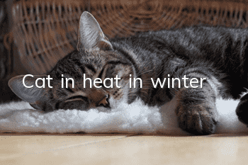 Cat in heat in winter