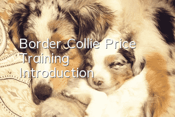 Border Collie Price | Training | Introduction