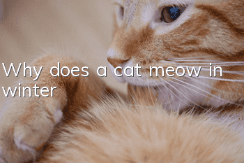 Why does a cat meow in winter?