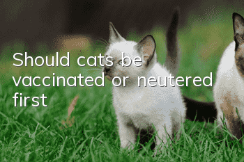 Should cats be vaccinated or neutered first?