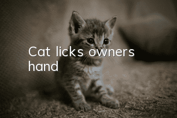 Cat licks owner's hand