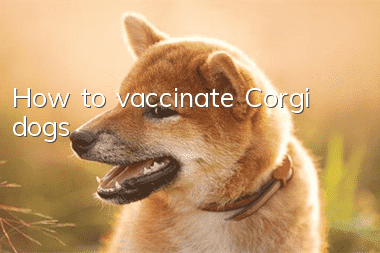 How to vaccinate Corgi dogs