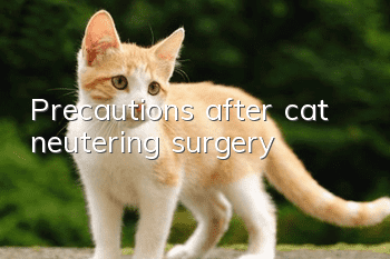 Precautions after cat neutering surgery