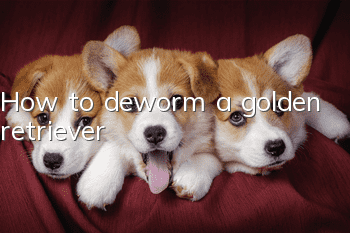 How to deworm a golden retriever