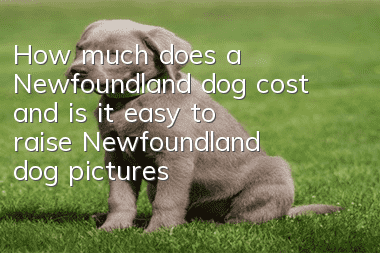 How much does a Newfoundland dog cost and is it easy to raise? Newfoundland dog pictures | price | training