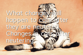 What changes will happen to cats after they are neutered? Changes in cats after neutering