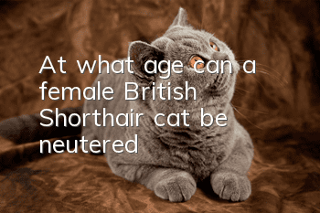 At what age can a female British Shorthair cat be neutered?