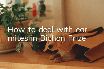 How to deal with ear mites in Bichon Frize