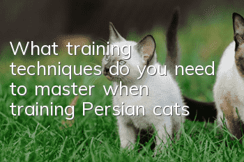 What training techniques do you need to master when training Persian cats?