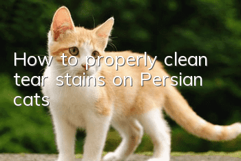 How to properly clean tear stains on Persian cats?