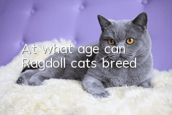 At what age can Ragdoll cats breed?