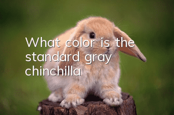 What color is the standard gray chinchilla?