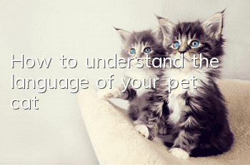 How to understand the language of your pet cat?