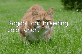 Ragdoll cat breeding color chart