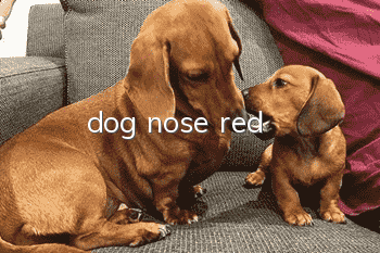dog nose red