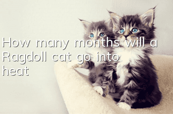 How many months will a Ragdoll cat go into heat?