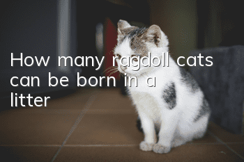 How many ragdoll cats can be born in a litter?