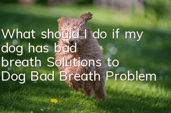 What should I do if my dog has bad breath? Solutions to Dog Bad Breath Problem