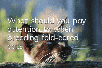 What should you pay attention to when breeding fold-eared cats?