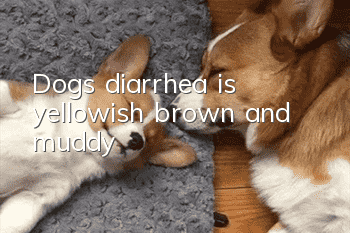 Dog's diarrhea is yellowish brown and muddy