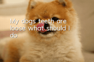 My dog’s teeth are loose, what should I do?