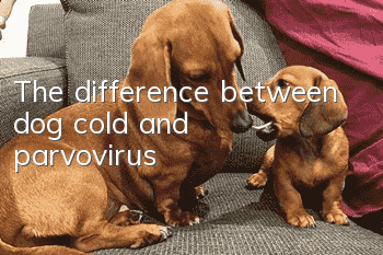 The difference between dog cold and parvovirus